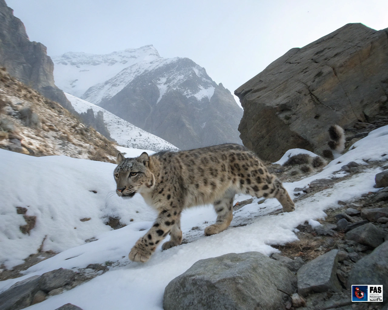 7 Rare Creatures Captured by Trail Cameras